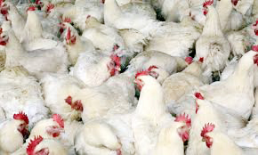 ಒಂದೇ ಫಾರ್ಮ್‌ನಲ್ಲಿ 20 ಸಾವಿರ ಕೋಳಿಗಳ ಸಾವು:  ಸಚಿವ ಎ.ಮಂಜು